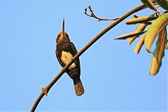 Brown Jacamar